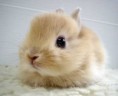 /album/photogallery/bunny-jpg/