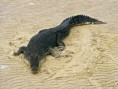 /album/photogallery/crocodile-jpg/