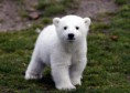 /album/photogallery/bear-jpg/