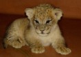 /album/photogallery/lion-jpg/